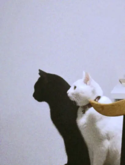 023f99c63b64486ea631f4ac177016f4~tplv-9xxiciwj9y-image.image