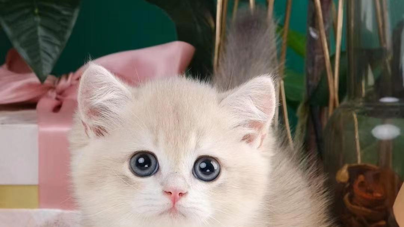 金渐层猫