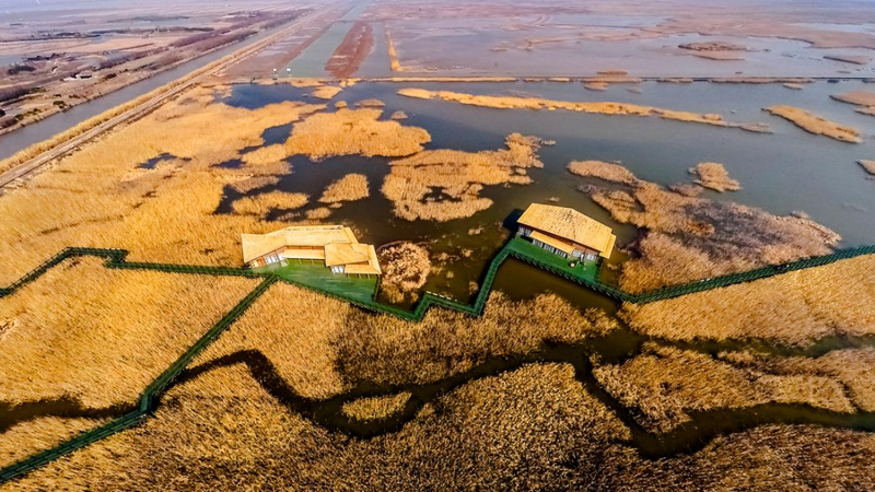 崇明东滩湿地,候鸟栖息,芦苇荡