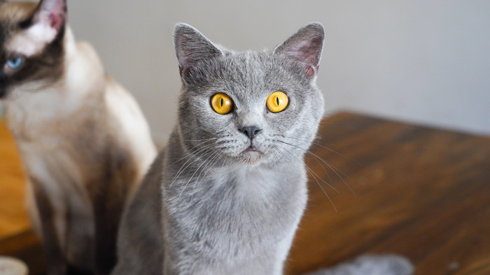 英短蓝猫实拍图
