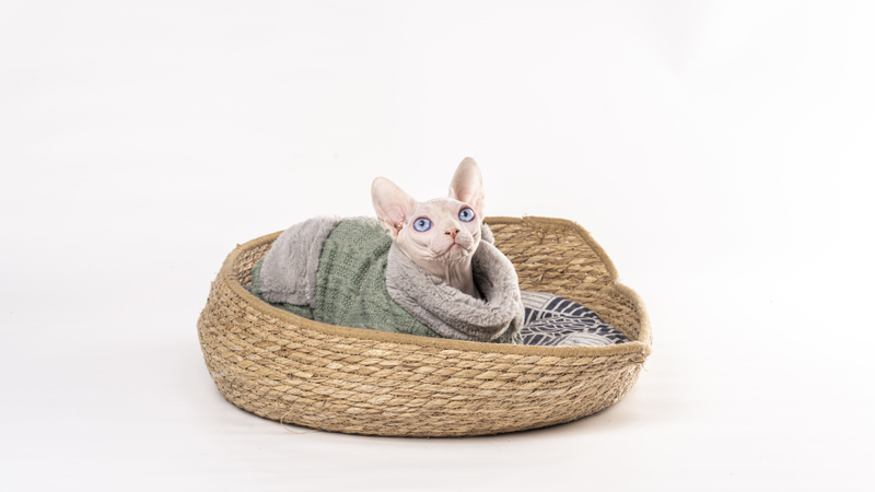 斯芬克斯猫实拍图