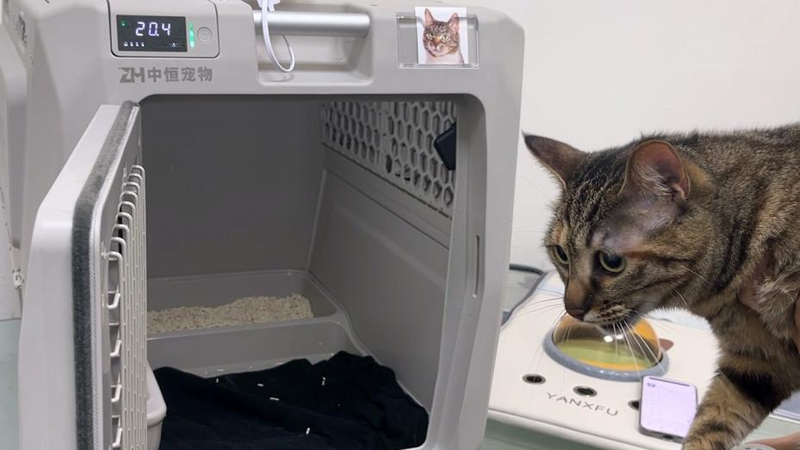猫猫高铁托运实景